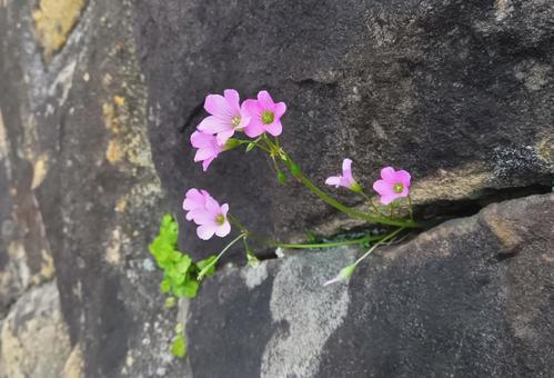 ムラサキカタバミ ムラサキカタバミの写真