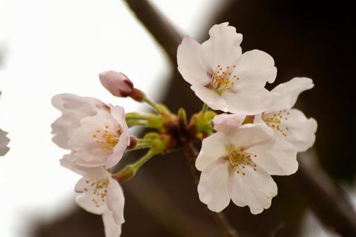 桜 桜の写真