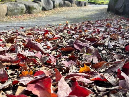 落ち葉 冬の気配 落ち葉,秋,枯葉の写真素材