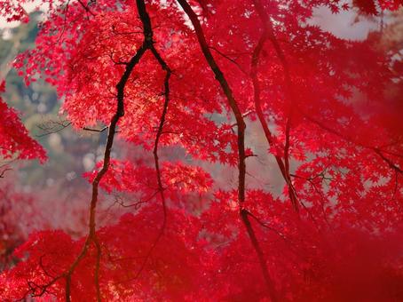 もみじ 景色,自然,外の写真素材