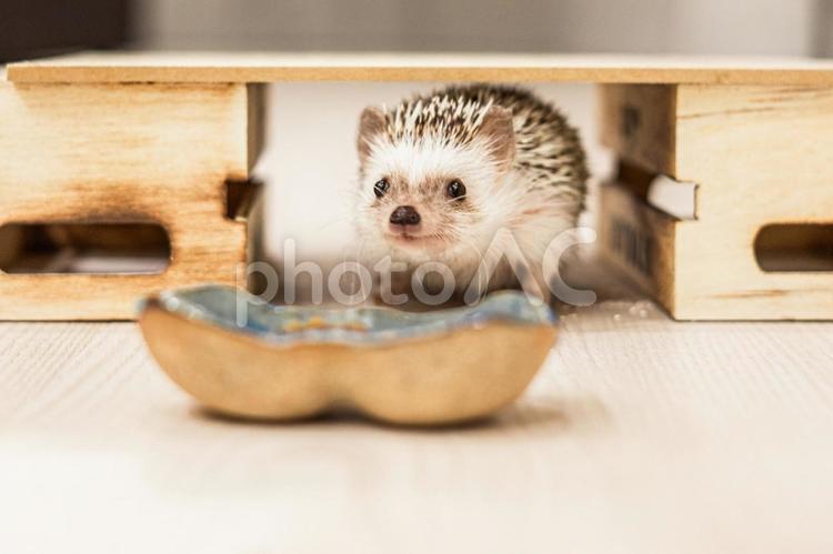 木箱から様子見するハリネズミ ハリネズミ,はりねずみ,hedgehogの写真素材