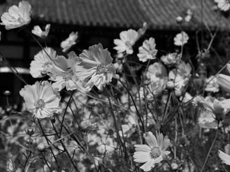  美しきモノクロの世界 般若寺の写真