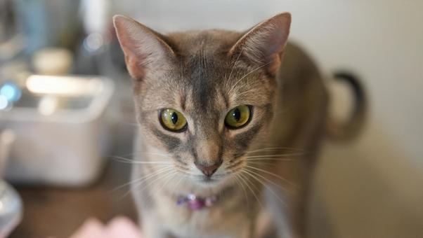 こちらを見つめる猫、アビシニアン こちらを見つめる猫、アビシニアンの写真