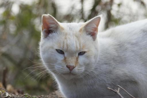 cat, JPG