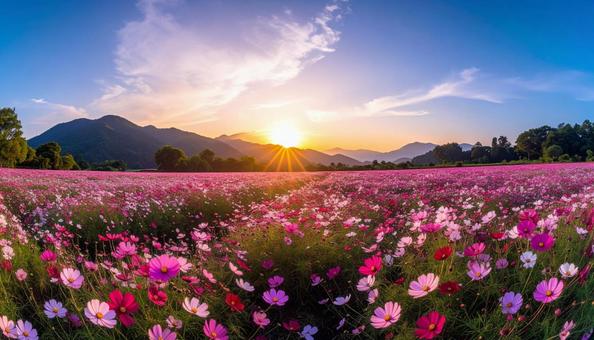 秋の秋桜の花畑 秋の秋桜の花畑の写真