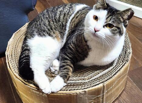 可愛い元野良猫ちゃん 猫,ハチワレ,日向ぼっこの写真素材