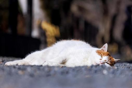 Stray cats on the Kyoto Philosopher's Path, JPG