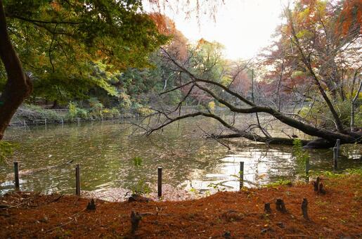 井の頭公園 紅葉,秋,井の頭公園の写真素材