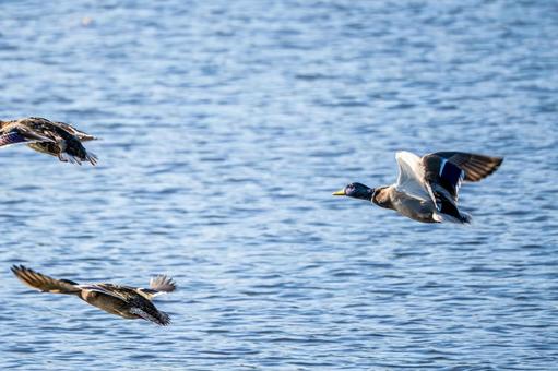 マガモの飛翔⑺の写真