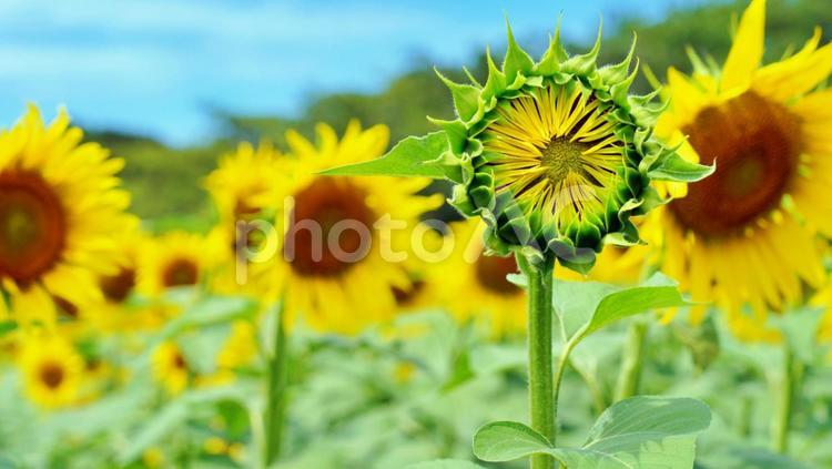 ひまわりの花と大きいつぼみ、ひまわり畑 ひまわり,つぼみ,ひまわり畑の写真素材