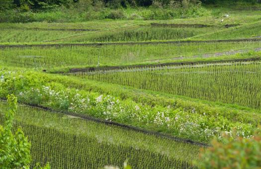 田植えしたばかりの段々畑 田植えしたばかりの段々畑 水田,田んぼ,米の写真素材