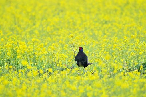 菜の花にキジ 菜の花にキジの写真