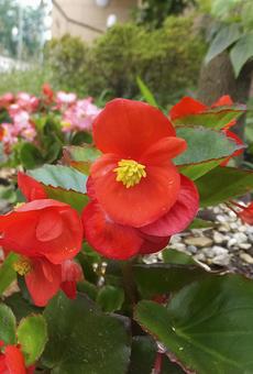 ベゴニア [Begonia]-006の写真