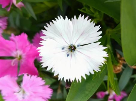 日本女性を象徴するナデシコの写真