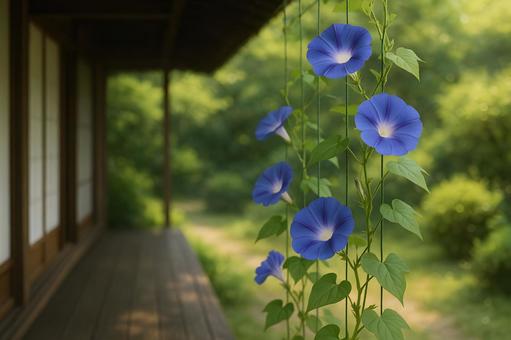 縁側の藍色朝顔 縁側の藍色朝顔の写真