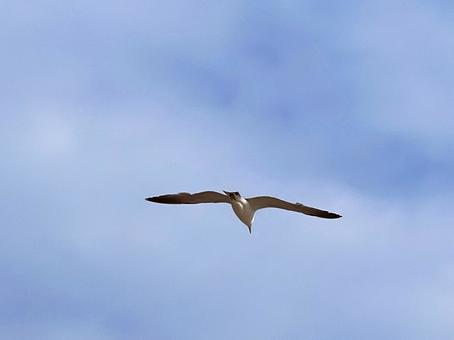 Photo, seagull, female cat, bird, 