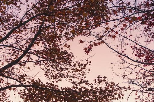 夕焼けのなかで紅葉狩り 紅葉狩り,夕焼け,11月の写真素材
