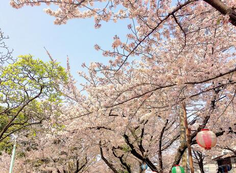 桜 桜 桜,サクラ,さくらの写真素材