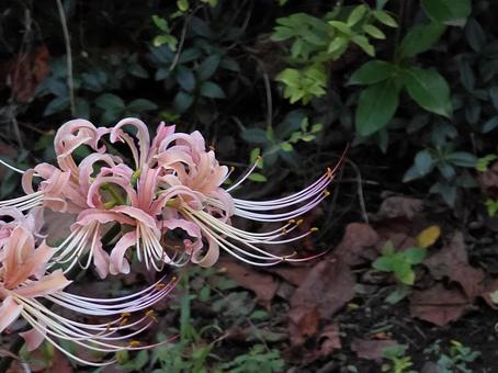 彼岸花 風景,自然,彼岸花の写真素材