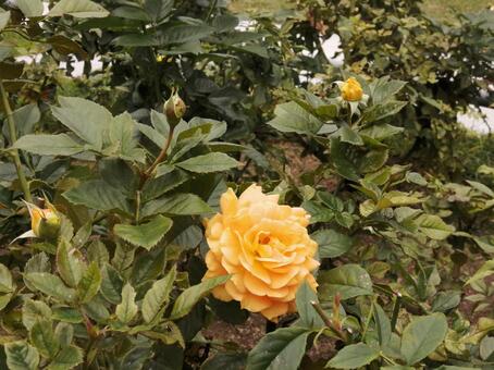 黄色のバラ バラ,薔薇,ローズの写真素材