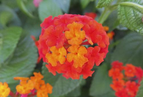 ランタナ [Lantana]-010の写真