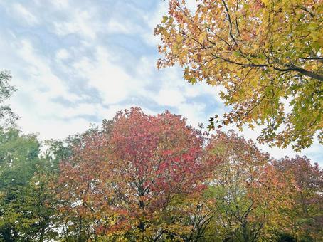 秋の風景 木,空,雲の写真素材
