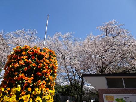 四月のアンデルセン公園-118 四月のアンデルセン公園-118 四月,ふなばしアンデルセン公園,千葉県船橋市の写真素材