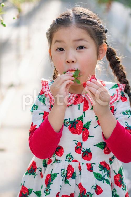 いちご狩りをする女の子 いちご狩り,いちご,笑顔の写真素材