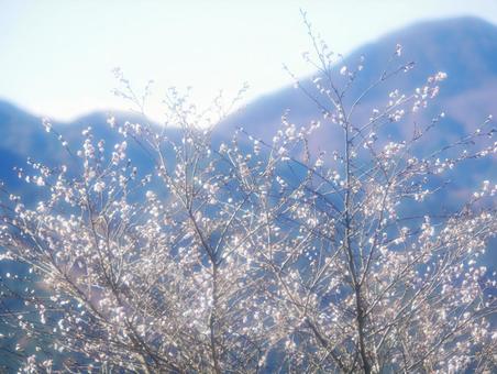 桜山公園の冬桜 冬桜,桜,秋の写真素材