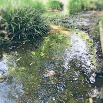 綺麗な水 綺麗な水の写真