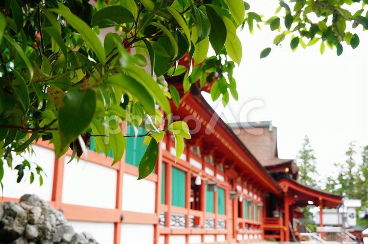 緑と社殿の風景 社殿,神社,朱色の写真素材
