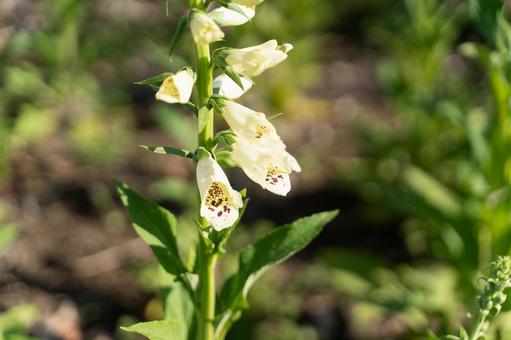 陽を浴びる静かな薬草花② 陽を浴びる静かな薬草花② 花,植物,ジギタリスの写真素材