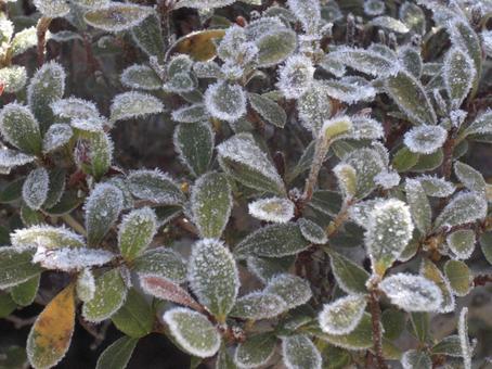 Frost leaves, JPG