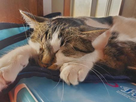 くつろぎの一時の写真