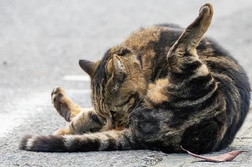 猫(305) 猫,食肉目,ネコ科の写真素材