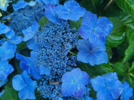 Photo, hortensia, azul, verde, 