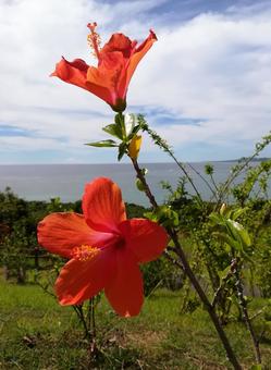 沖縄の花 沖縄の花 沖縄,石垣島,花の写真素材