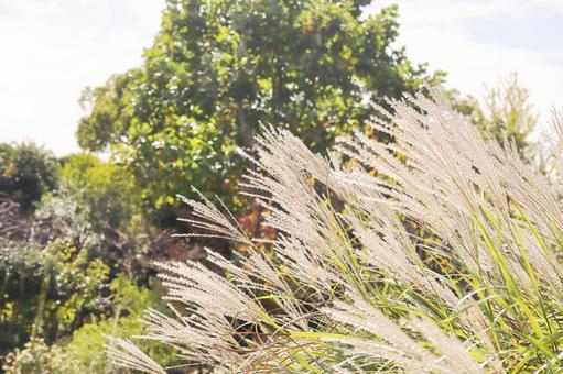 ススキ 秋の風景 ススキ,秋,ススキの穂の写真素材