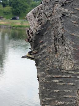 木から顔だしてるアカゲラ 木から顔だしてるアカゲラ アカゲラ,川,自然の写真素材