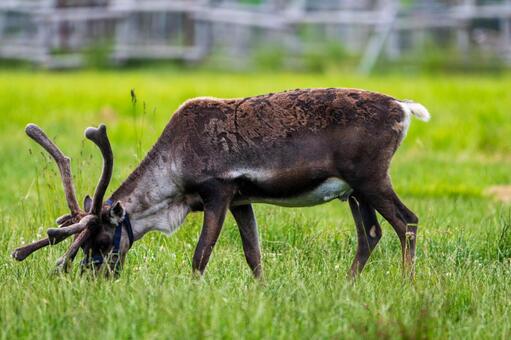 草を食べるトナカイ トナカイ観光牧場,トナカイ,北海道の写真素材