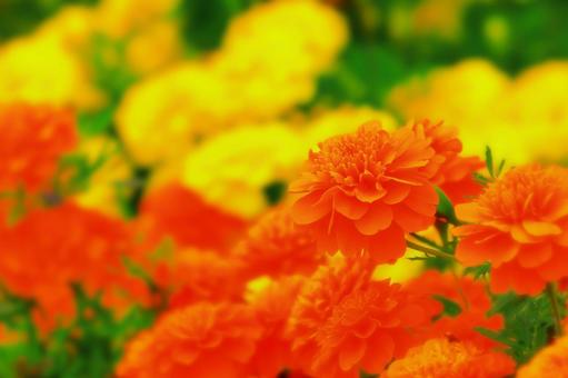 群生する鮮やかなフレンチマリーゴールド 群生する鮮やかなフレンチマリーゴールド 植物,花,マリーゴールドの写真素材
