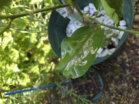 エカキムシ エカキムシ 自然,虫,ハモグリバエの写真素材