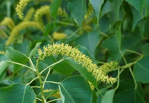 ナンキンハゼの花 ナンキンハゼの花の写真