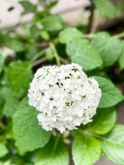 Western Hydrangea (Annabelle), JPG