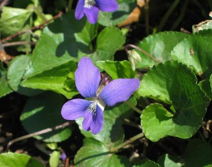 アメリカスミレサイシン パピリオナセア アメリカスミレサイシン,パピリオナセア,亜米利加菫細辛の写真素材