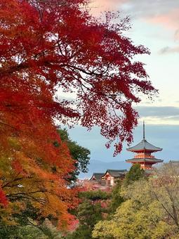 紅葉 紅葉の写真