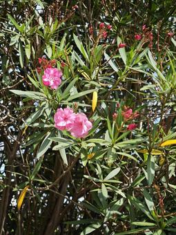 鮮やかなピンクの花咲く夾竹桃の枝 植物,花,ピンクの花の写真素材