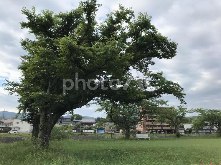 桜の木のある公園 桜,さくら,サクラの写真素材