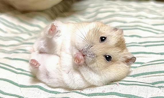 Yellow Djungarian Hamster 2 lying on his back, JPG Yellow Djungarian Hamster 2 lying on his back, JPG