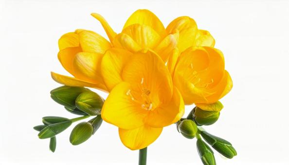 フリージアの花 フリージアの花の写真